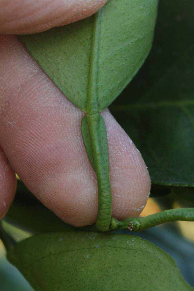              Petiole (Riverside, CA)       